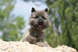 CAIRN TERRIER 185
